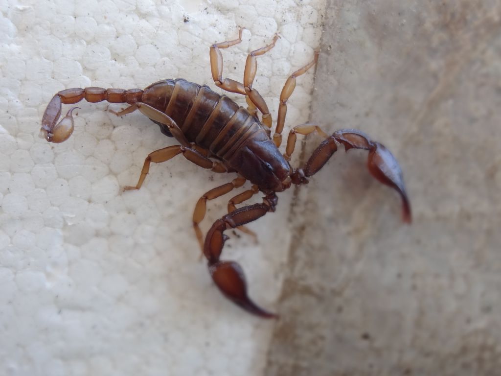 Euscorpius aquilejensis  in Abruzzo